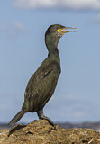 Image Category. Cormorants & Shags