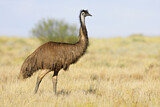 Image Category. Emu