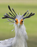 Image Category. Sekretär