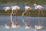 Image Category. Flamingos