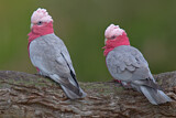 Image Category. Cockatoos