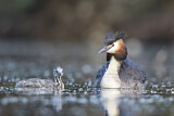 Image Category. Grebes