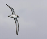 Image Category. Sturmvögel