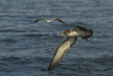 Image Category. Sturmvögel