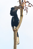 Image Category. Nashornvögel