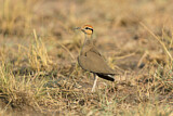 Image Category. Temminckrennvogel