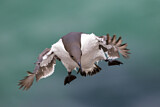 Image Category. Alkenvögel