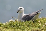 Image Category. Sturmvögel