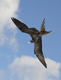 Image Category. Fregattvögel