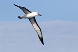 Image Category. Kerguelen-Gelbnasenalbatros