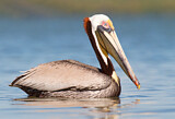 Image Category. Pelikane
