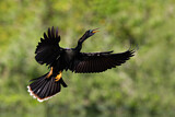 Image Category. Schlangenhalsvögel