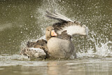 Image Category. Enten, Gänse, Schwäne