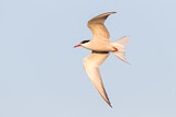 Image Category. Terns