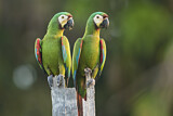Image Category. Papageien