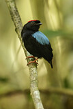Image Category. Schnurrvögel