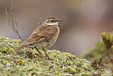 Image Category. Töpfervögel