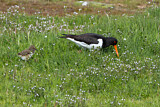 Image Category. Eurasian Oystercatcher