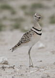 Image Category. Double-banded Courser