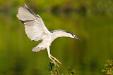 Image Category. Reiher und Dommeln