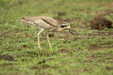 Image Category. Krabbentriel