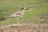 Image Category. Krabbentriel