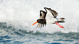 Image Category. Pied Oystercatcher