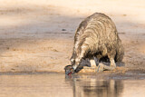 Image Category. Emu