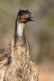 Image Category. Emu