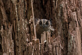 Image Category. Owlet-nightjars