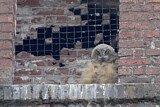 Image Category. Eigentliche Eulen