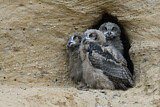 Image Category. Owls