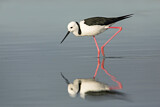 Image Category. White-headed Stilt