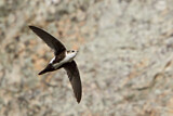 Image Category. Swifts