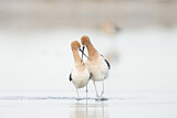 Image Category. American Avocet