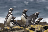 Image Category. Magellanpinguin