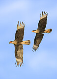 Image Category. Falcons & Caracaras