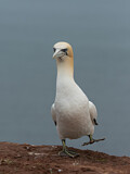 Image Category. Gannets & Boobies