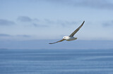 Image Category. Sturmvögel