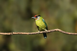 Image Category. Asiatische Bartvögel