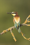 Image Category. Bienenfresser