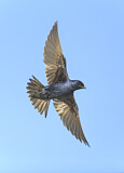 Image Category. Schwalben