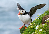 Image Category. Alkenvögel