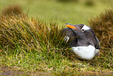 Image Category. Eselspinguin