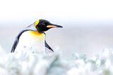 Image Category. Königspinguin
