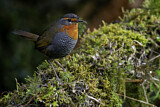 Image Category. Bürzelstelzer