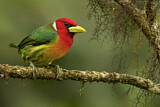 Image Category. New World Barbets