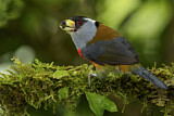 Image Category. Tukanbartvögel