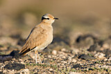 Image Category. Rennvogel
