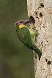 Image Category. Asiatische Bartvögel